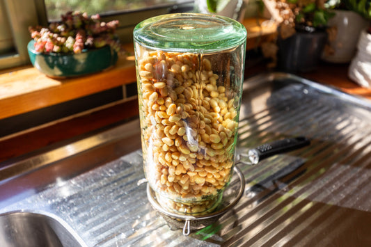 Soy beans being sprouted in a jar on the kitchen sink.