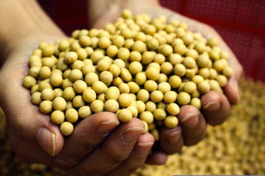Is Tofu Good for You? Debunking the Most Common Myths About Soy